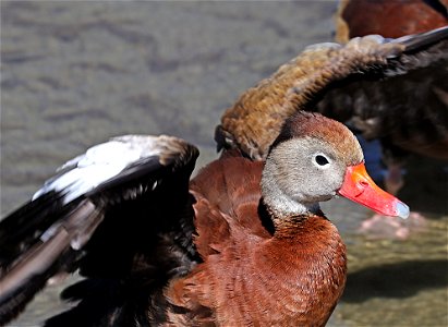 003 - BLACK-BELLIED WHISTLING-DUCK (02-12-2023) birding center, south padre island, cameron co, tx -03