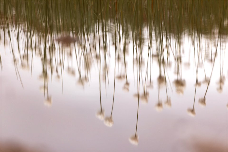 Alaska cottongrass
