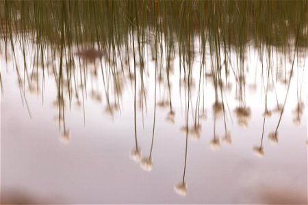 Alaska cottongrass