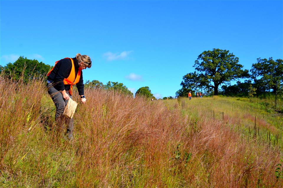Hand collecting native seeds
