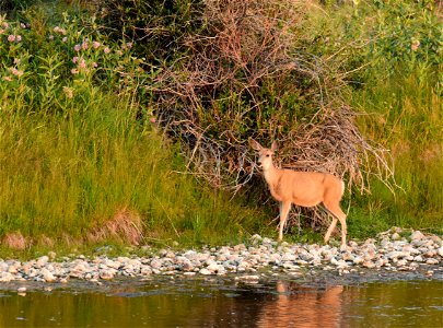 Mule deer at Seedskadee National Wildlife Refuge photo