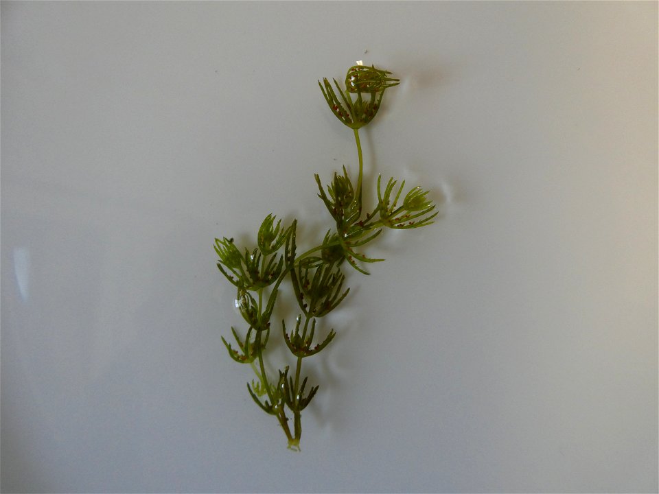 Chara globularis J.L.Thuiller, 1799