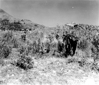SC 270613 - Troops of the 30th Inf., 3rd Div., attack objective after practice landing is made. 24 July, 1944. photo