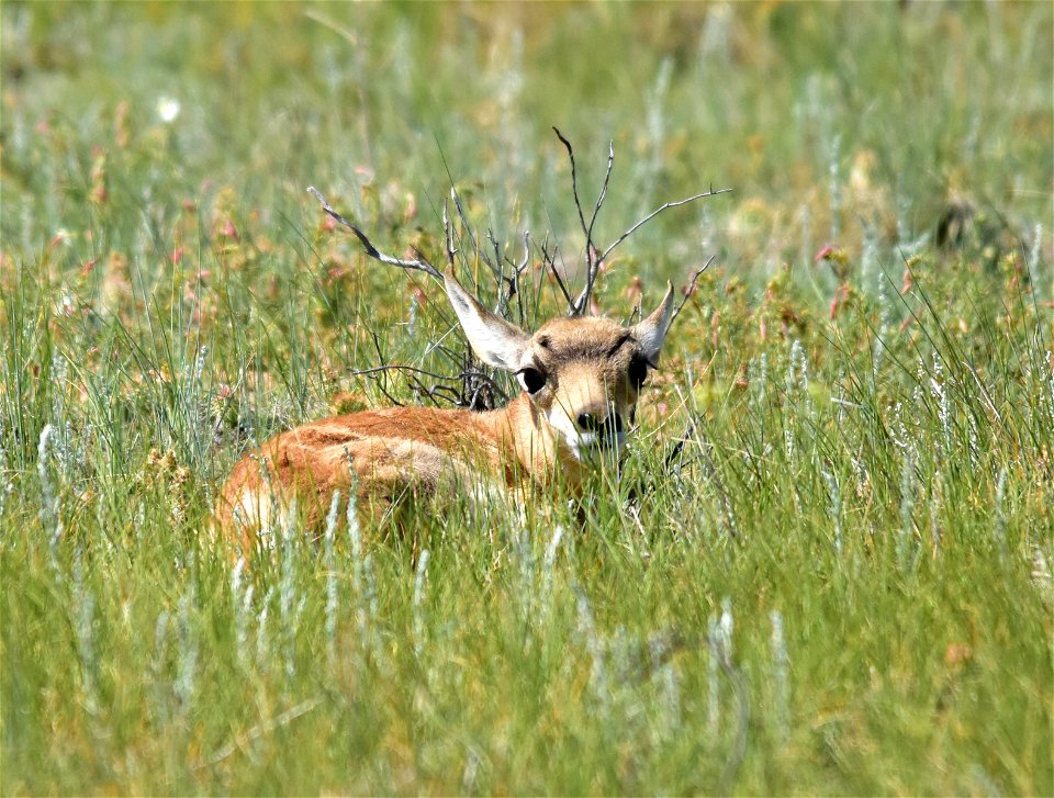 Pronghorn Fawn on Hutton Lake National Wildlife Refuge