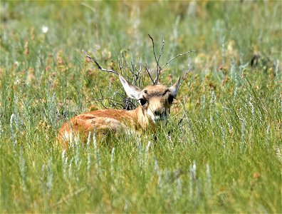 Pronghorn Fawn on Hutton Lake National Wildlife Refuge photo