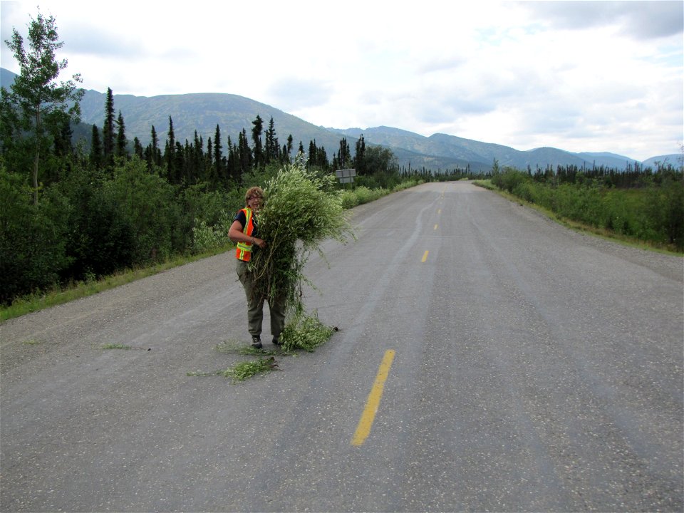 Friends volunteer Joyce Cox collecting weeds on the Dalton Highway