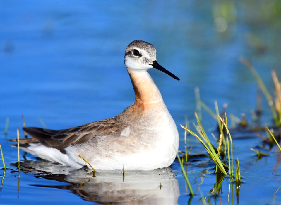 Wilson's phalarope at Seedskadee National Wildlife Refuge