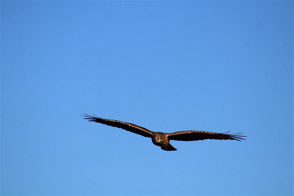 Northern Harrier Owens Bay Lake Andes National Wildlife Refuge South Dakota