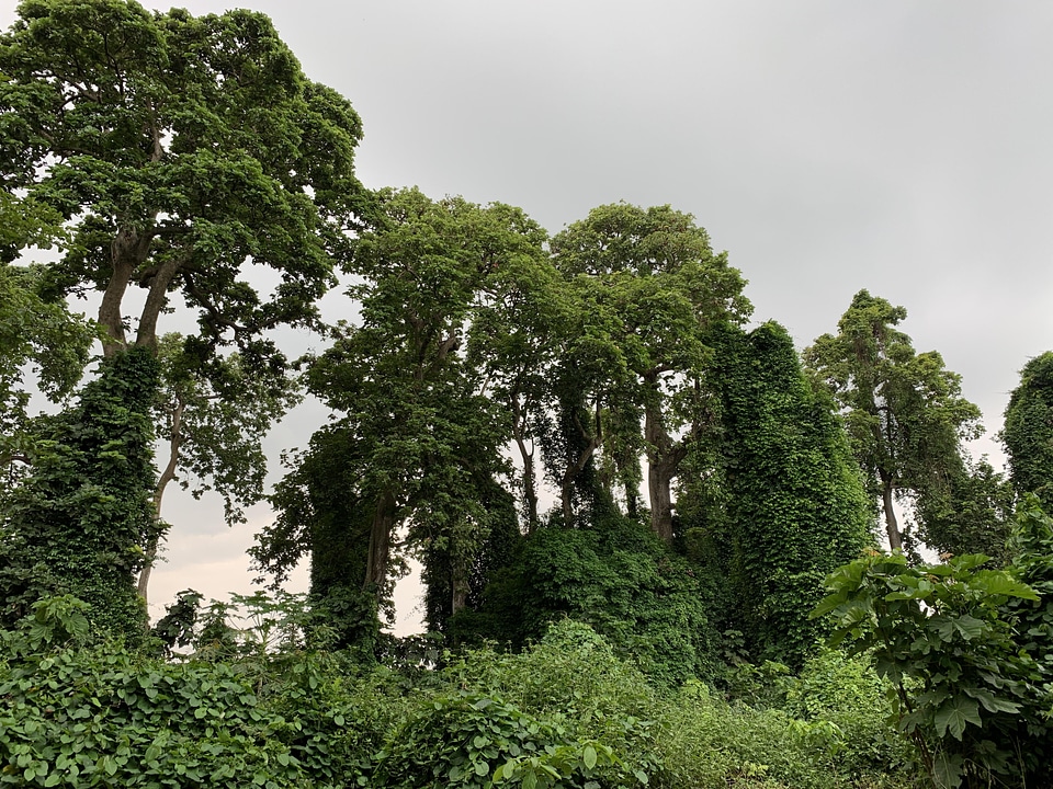 Trees nature environment