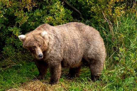 Bear 128 Grazer Fat