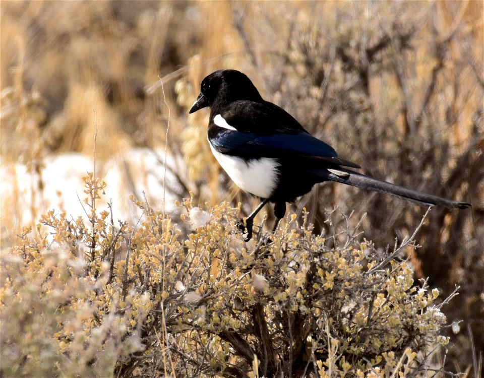 Black billed magpie at Seedskadee National Wildlife Refuge