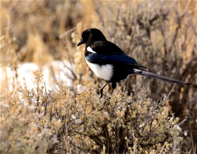 Black billed magpie at Seedskadee National Wildlife Refuge