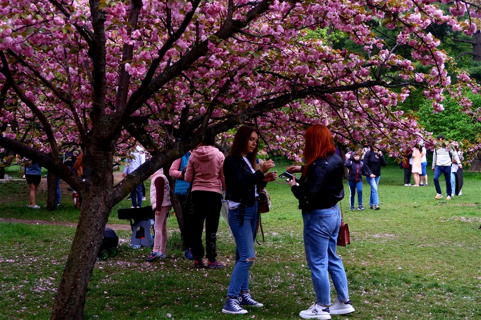japanes_garden_rain_Herastrau (81)