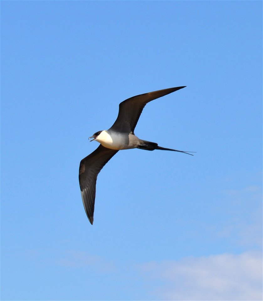 Long-tailed Jaeger