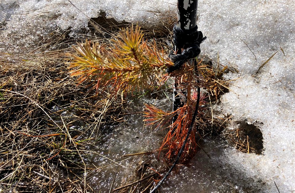 Hello Little Pine