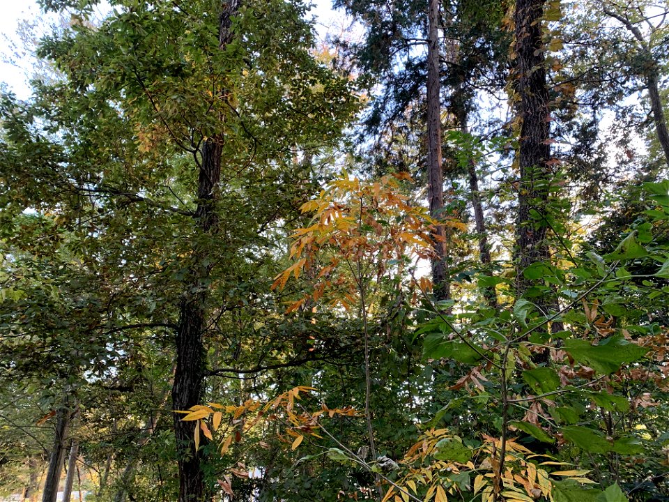 Koyama Nature Conservation Area, Higashikurume-shi in November