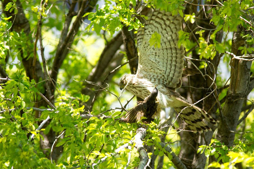 Juvenile Cooper’s Hawk photo