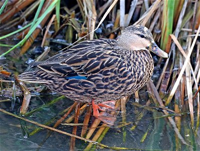 030 - MOTTLED DUCK (12-13-2022) female, birding center, south padre island, cameron co, tx -03
