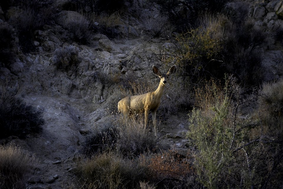 Southern mule deer (Odocoileus hemionus fuliginatus) near Cottonwood Springs