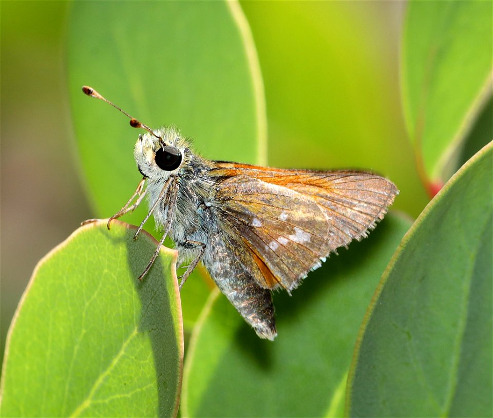 SKIPPER, COLUMBIAN (Hesperia columbia) (06-25-2022) 2360 ft, road cut 3.25  miles past bridge, eight dollar mountain road, josephine co, or (1)