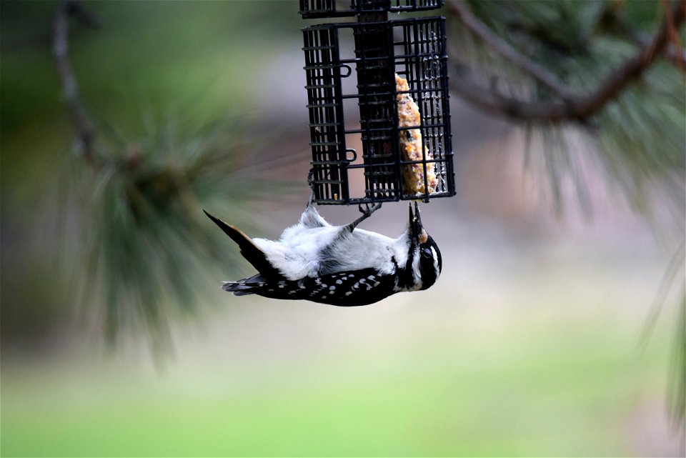 Hairy woodpecker photo