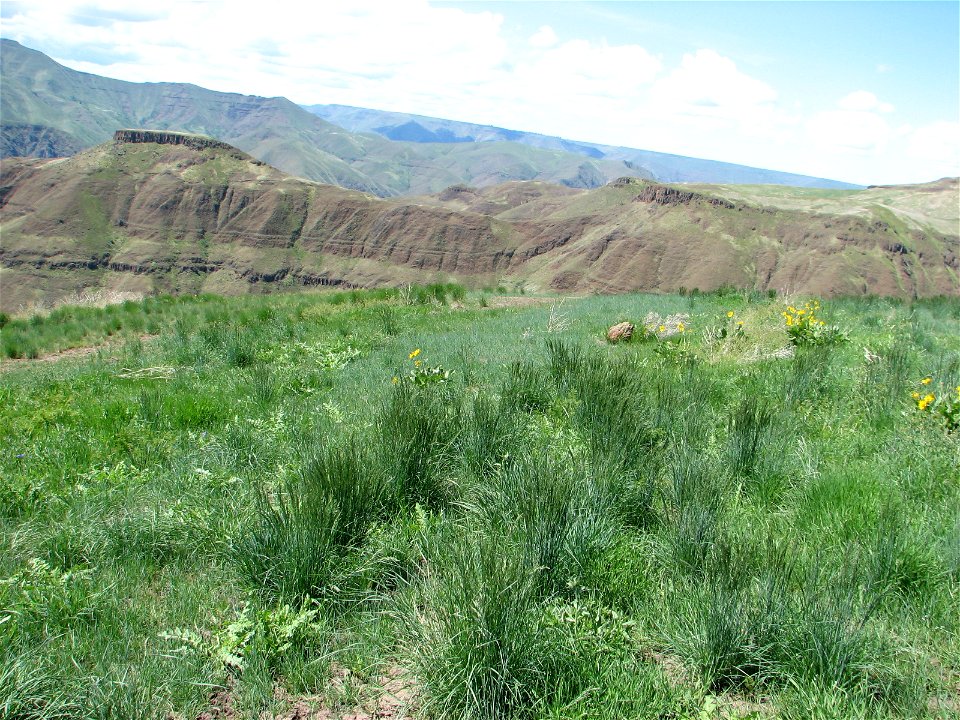 successful restoration and retention of remnant natives