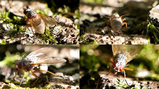 Helina impuncta or depuncta (Muscidae=Echte Fliegen)