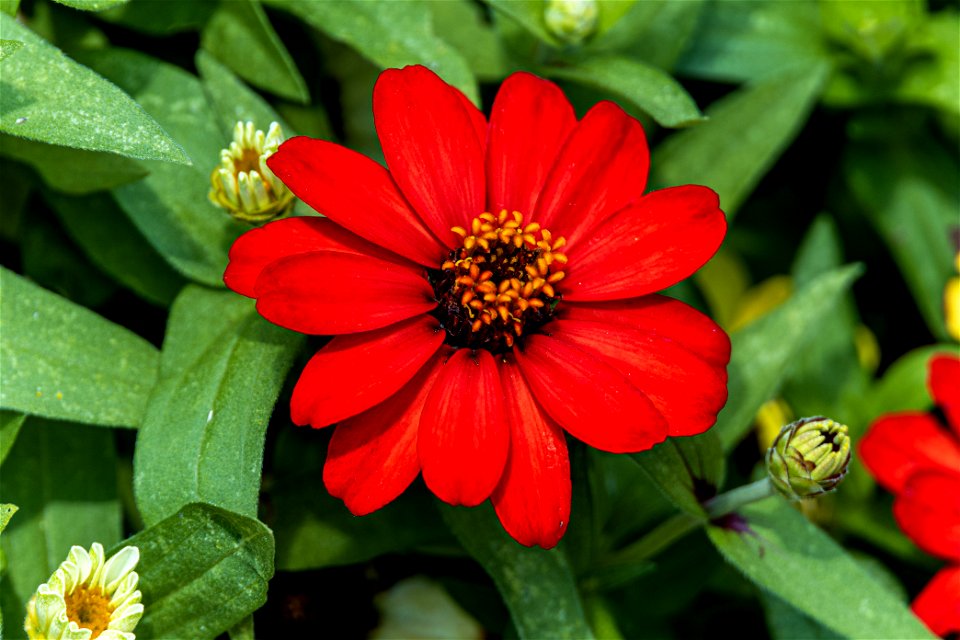 Day 218 - Elegant Zinnia