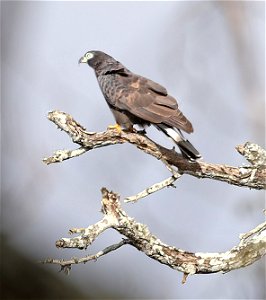 206 - HOOK-BILLED KITE (12-05-2022) bentsen rio grande state park, palmview, hidalgo co, tx -01