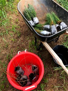 2021/365/170 Operation Tree Planting