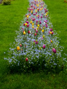 Herestrau Park in spring (55)