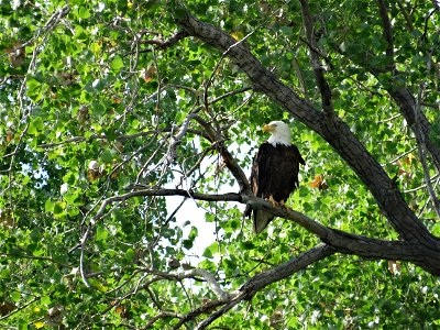 American Bald Eagle on Karl E. Mundt National Wildlife Refuge in South Dakota.