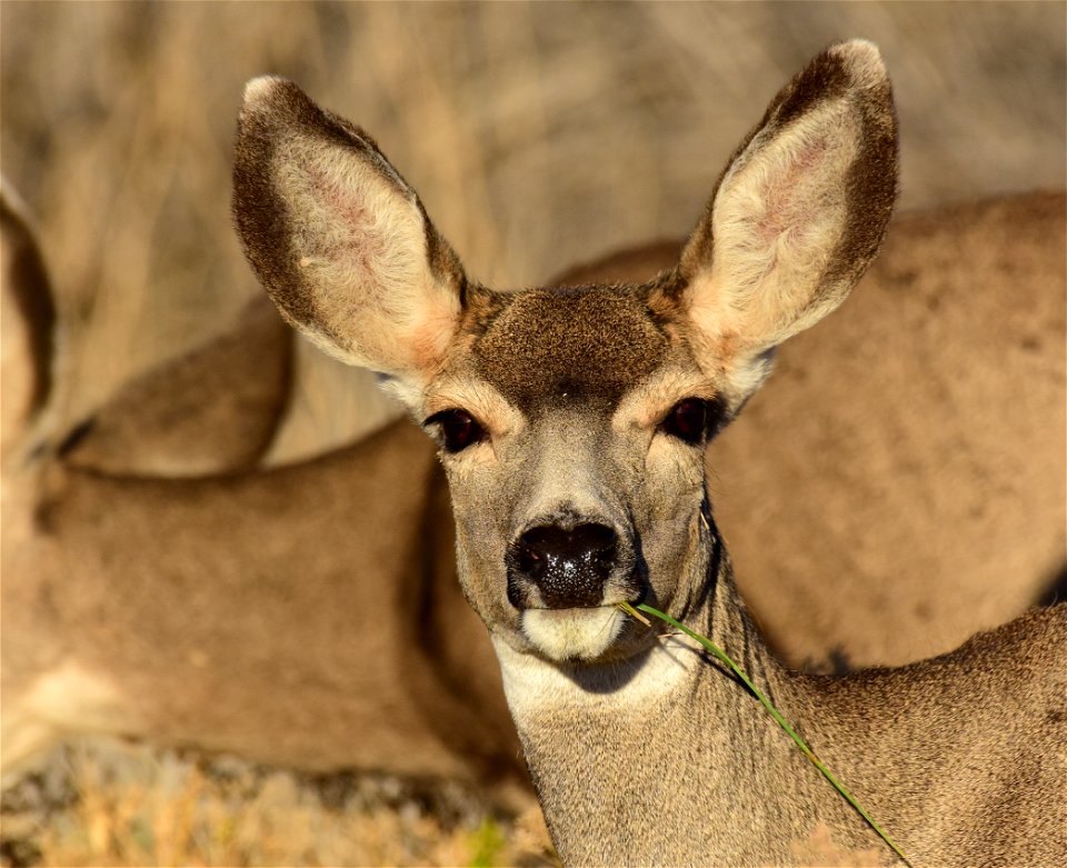 Mule deer at Seedskadee National Wildlife Refuge