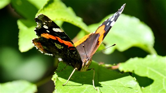 Vanessa atalanta (Admiral)
