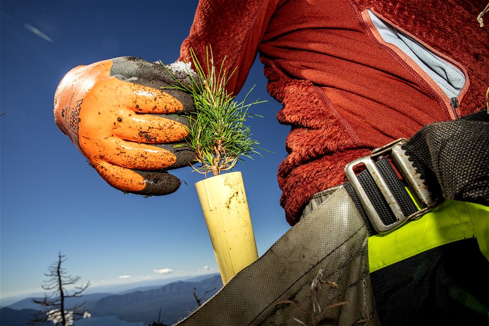 Park Employee Pulls a Whitebark Seedling from a Bag