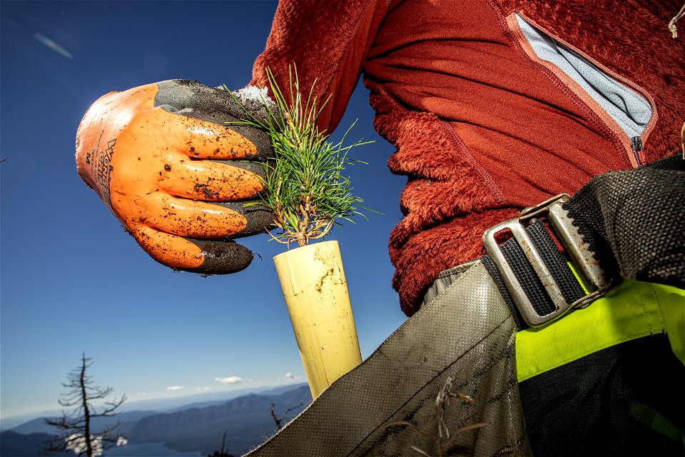 Park Employee Pulls a Whitebark Seedling from a Bag photo