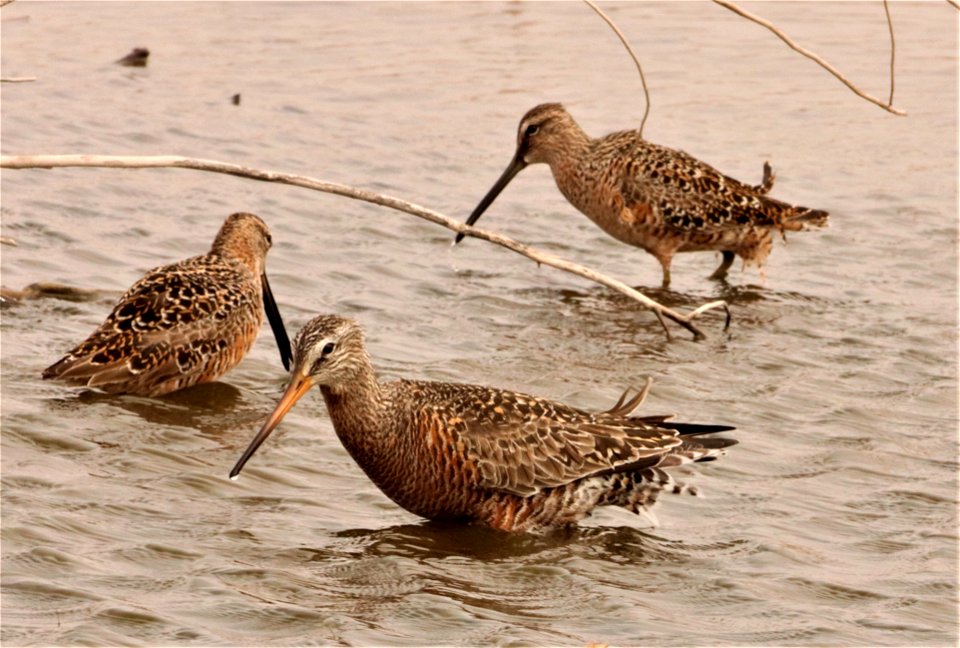 Hudsonian Godwit and Long-billed Dowitchers Huron Wetland Management District photo