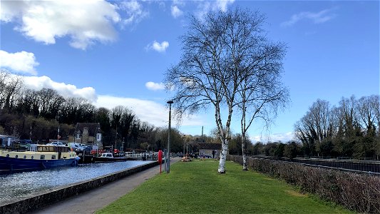 Allington Lock Tree Removal