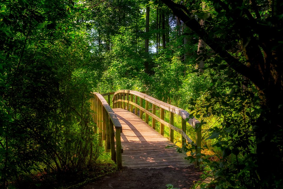Boardwalk through the woods