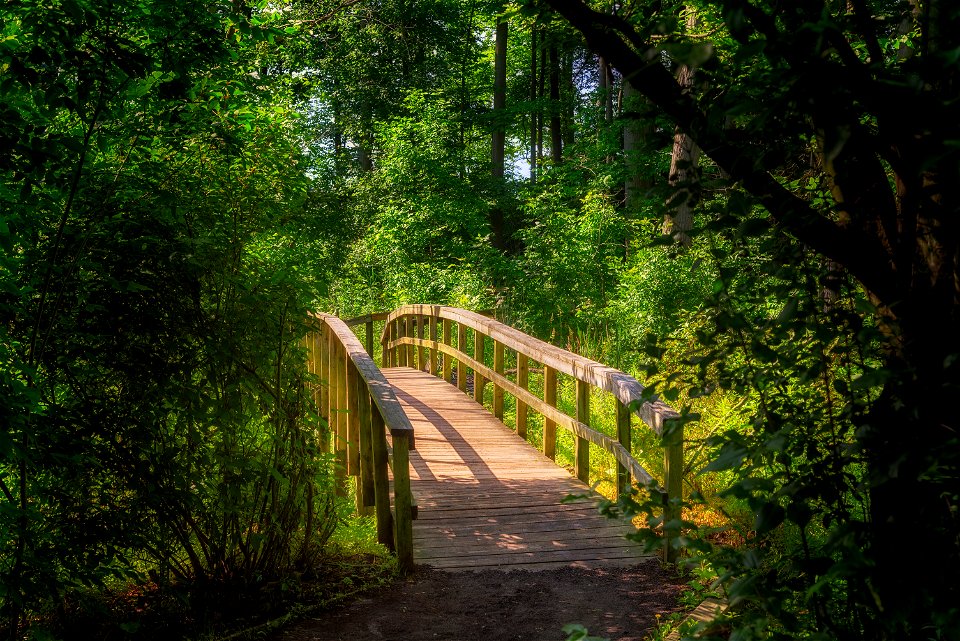 Boardwalk through the woods photo