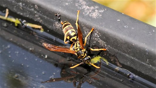 Polistes dominula (Französische Feldwespe) an der Tränke
