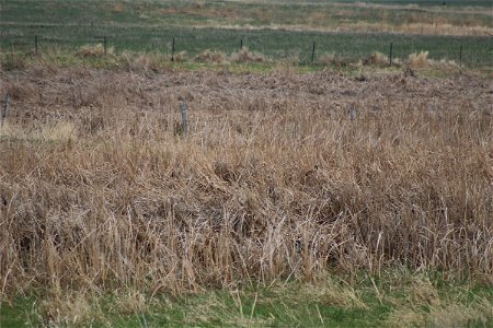 Find Me: White-Tailed Deer Lake Andes Wetland Management District South Dakota photo