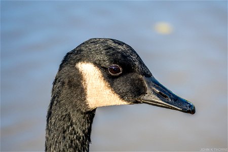 Canada Goose