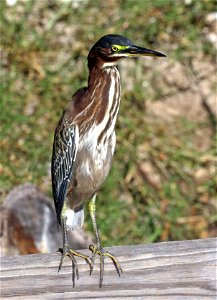 194 - GREEN HERON (12-01-2021) port isabel, cameron co, tx -01