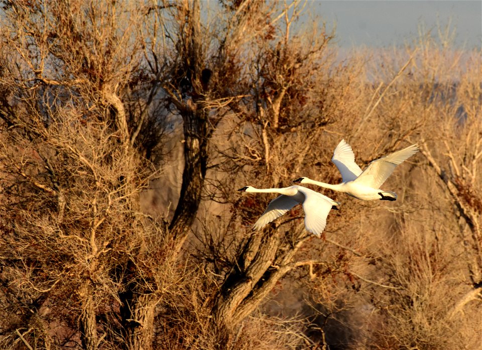 Trumpeter swan at Seedskadee National Wildlife Refuge