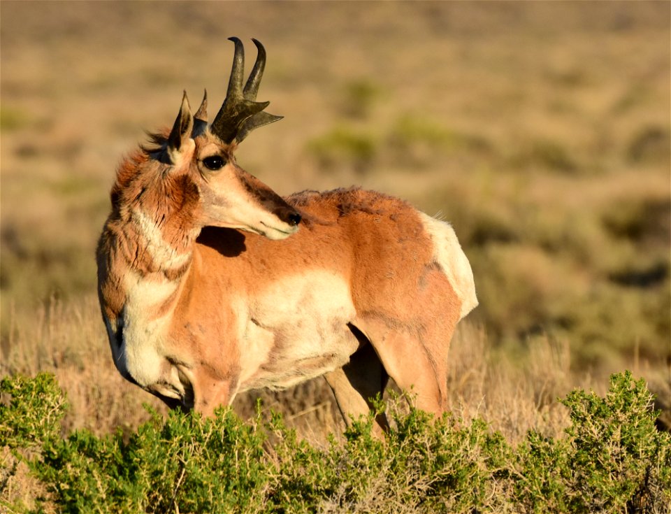 Pronghorn at Seedskadee National Wildlife Refuge