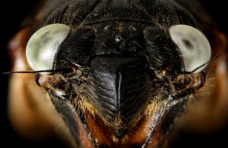 Blue eyed Cicada, face_2021-06-02-12.32.22 ZS PMax UDR photo