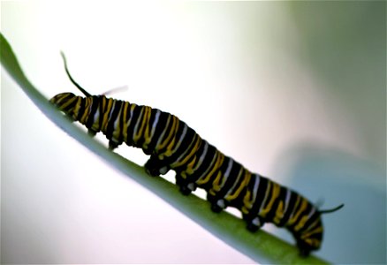 Monarch caterpillar on common milkweed. photo