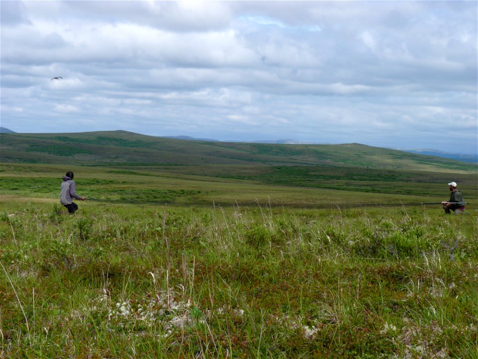 Capturing Bristle-thighed Curlew