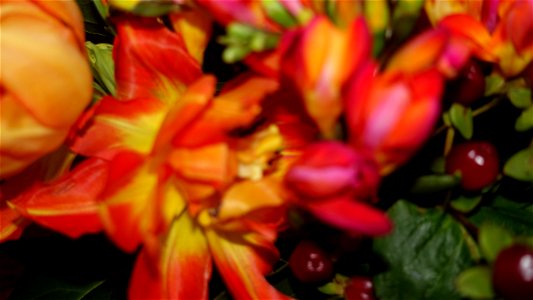 flori_flowers-wife-2023_0216_162237